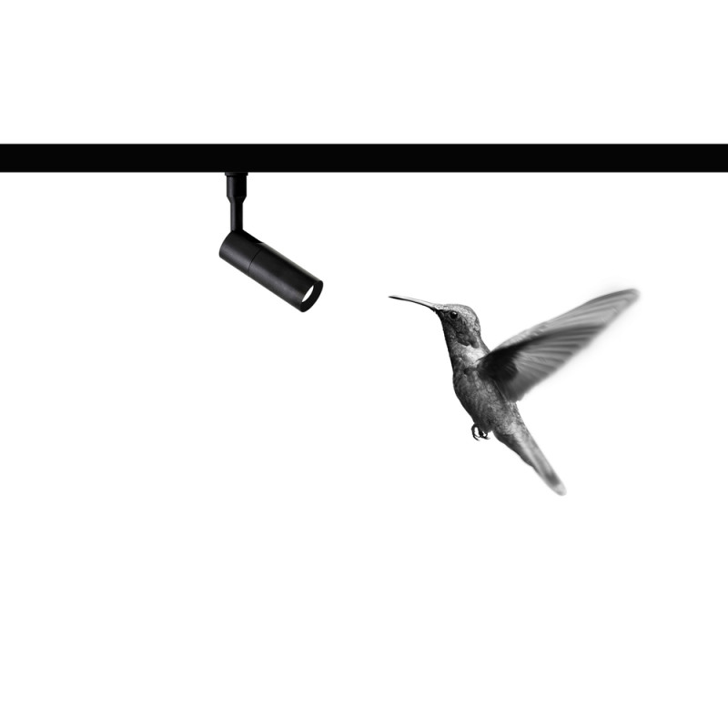 Colibrì Davide Groppi